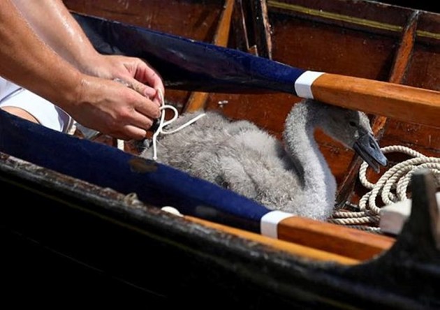 swans, counting of swans, swan population, annual swan census, swan upping, swan upping in England, swan upping on River Thames, indian express news