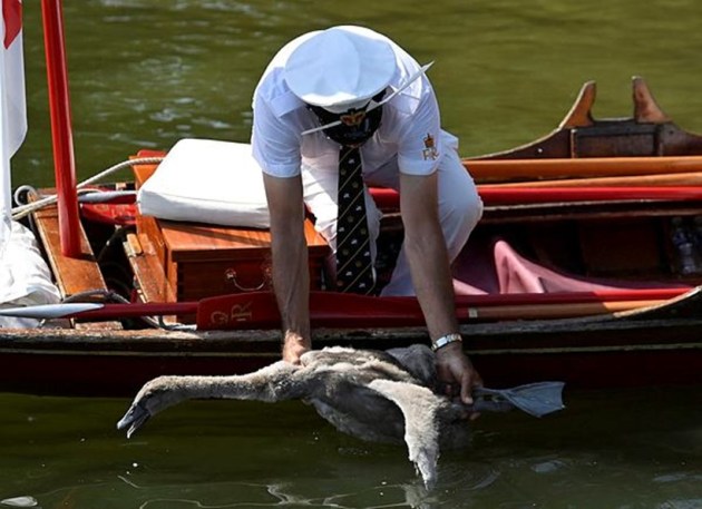 swans, counting of swans, swan population, annual swan census, swan upping, swan upping in England, swan upping on River Thames, indian express news