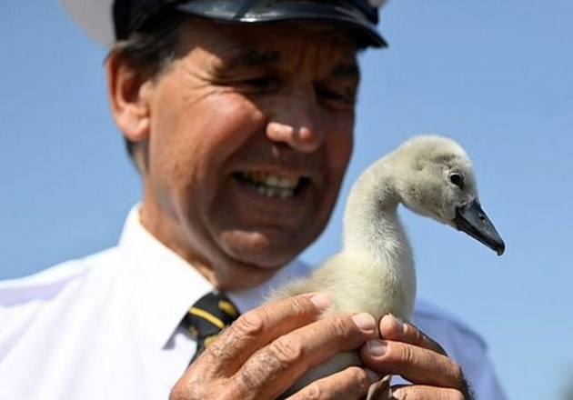 swans, counting of swans, swan population, annual swan census, swan upping, swan upping in England, swan upping on River Thames, indian express news