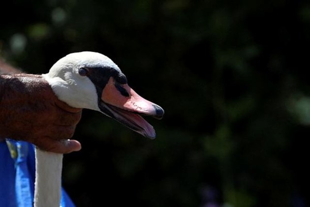 swans, counting of swans, swan population, annual swan census, swan upping, swan upping in England, swan upping on River Thames, indian express news
