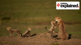 cheetas to be reintroduced in India