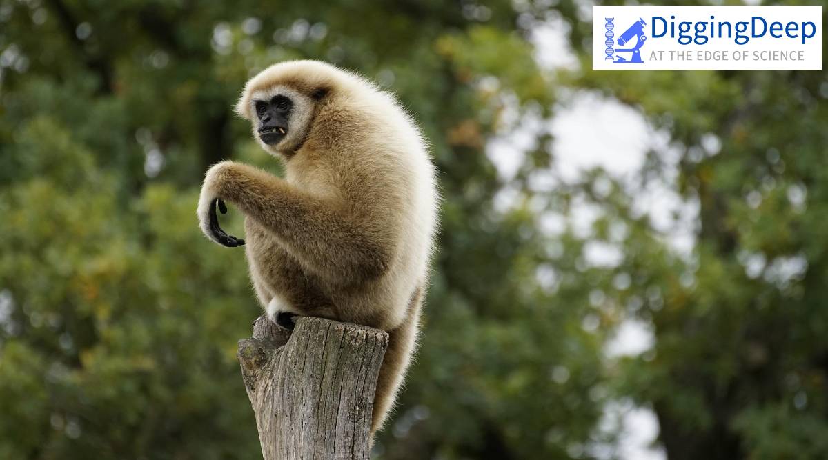 Digging Deep: What new research shows about the genetic diversity of  India's Gibbons | Technology News,The Indian Express