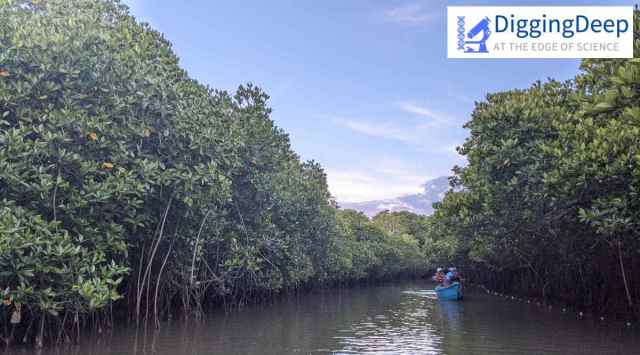 digging deep, digging mangroves, science, science news,