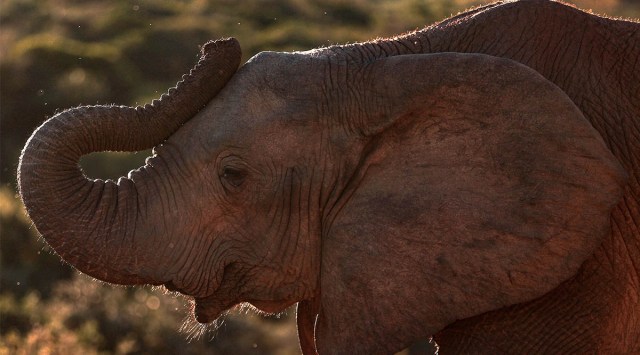 A tuskless elephant at Addo Elephant National Park in Addo, South Africa, June 5, 2018. An elephant trunk, full of muscle and devoid of bone, can move in a virtually infinite number of directions and is capable of performing an array of tasks, such as tearing up foliage and suctioning up water and tortilla chips. (Finbarr O'Reilly/The New York Times)