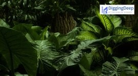 Digging Deep, Digging Deep column, Science plant, Plant species, Plant diversification