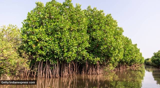 Three Tamil Nadu wetlands declared as Ramsar sites | Chennai News - The