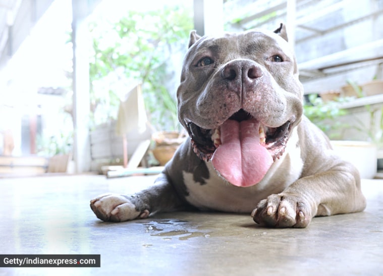 a place where dogs are bred reared trained