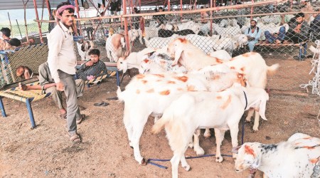 Goat traders from Rajasthan sell goats in Surat on the eve of Bakr Eid. (Express Photo by Hanif Malek)