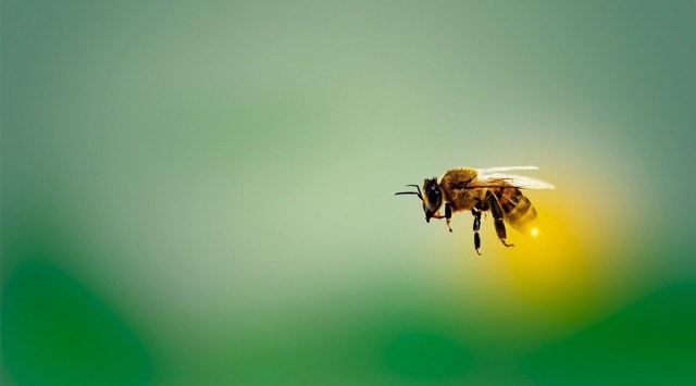 Honeybees communicate the location of flower patches using an elaborate dance. (Illustrative image) (Image credit: Pixabay)  