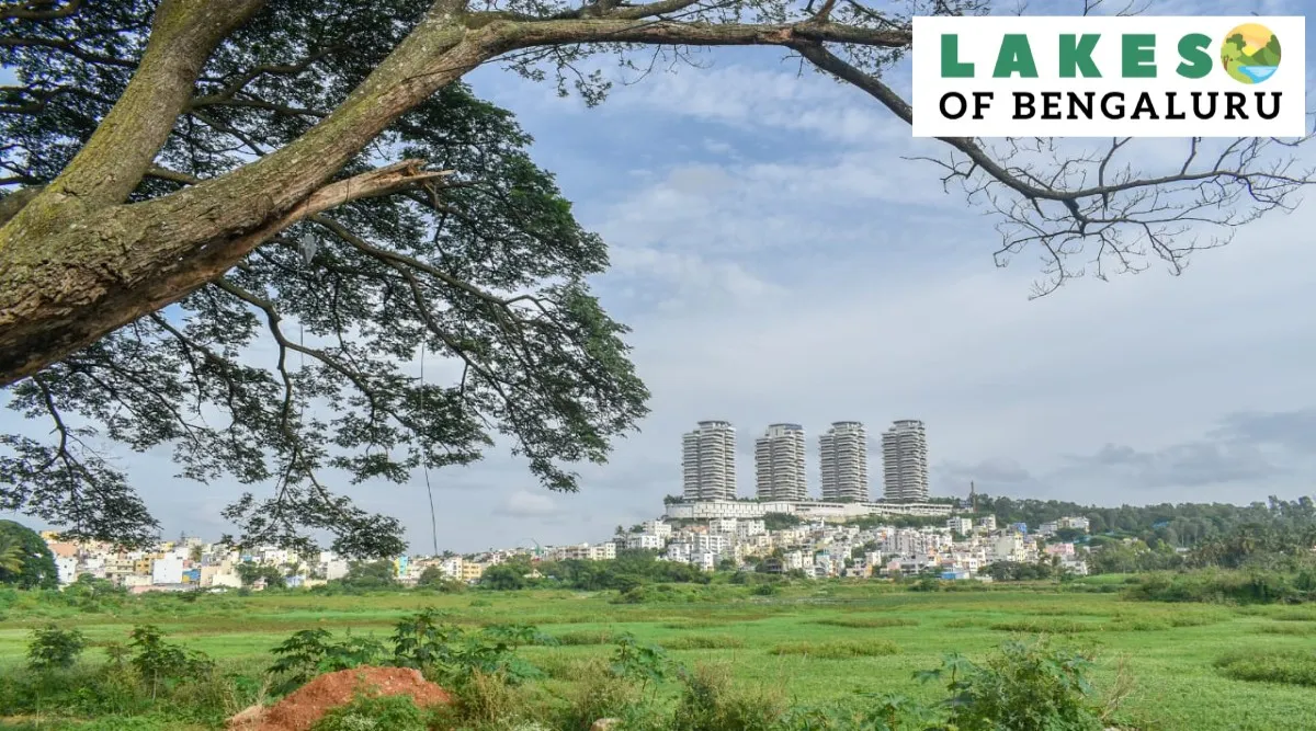 Lakes of Bengaluru: As soon as an emblem of pristine surroundings, Hosakerehalli lake cries for rejuvenation