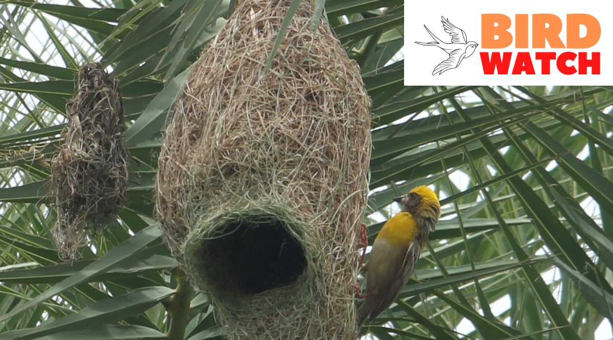 Birdwatch: Baya Weaver, known for making retort-shaped nests | The ...