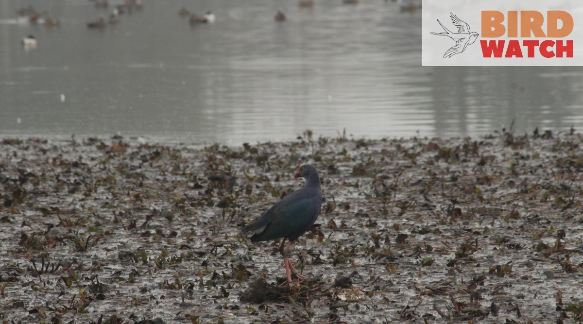 Chandigarh bird watch