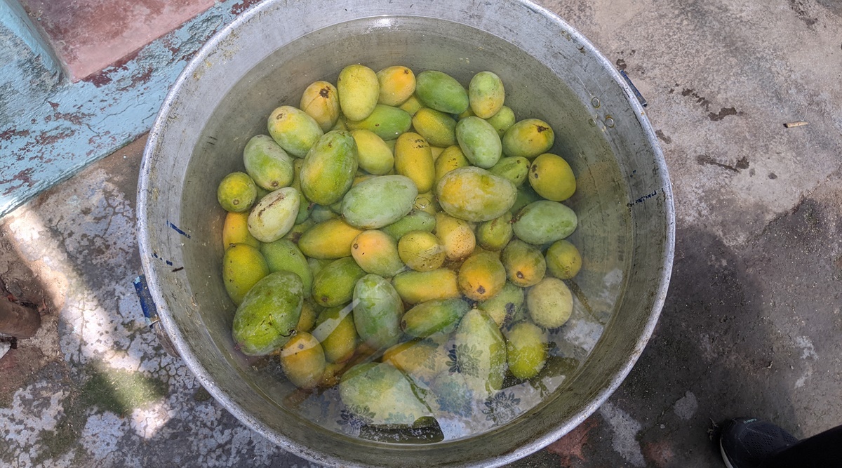 From Delhi to Rataul, for the really like of mangoes