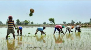 Maharashtra farmers race ahead with sowing, top official hopeful of no resowing