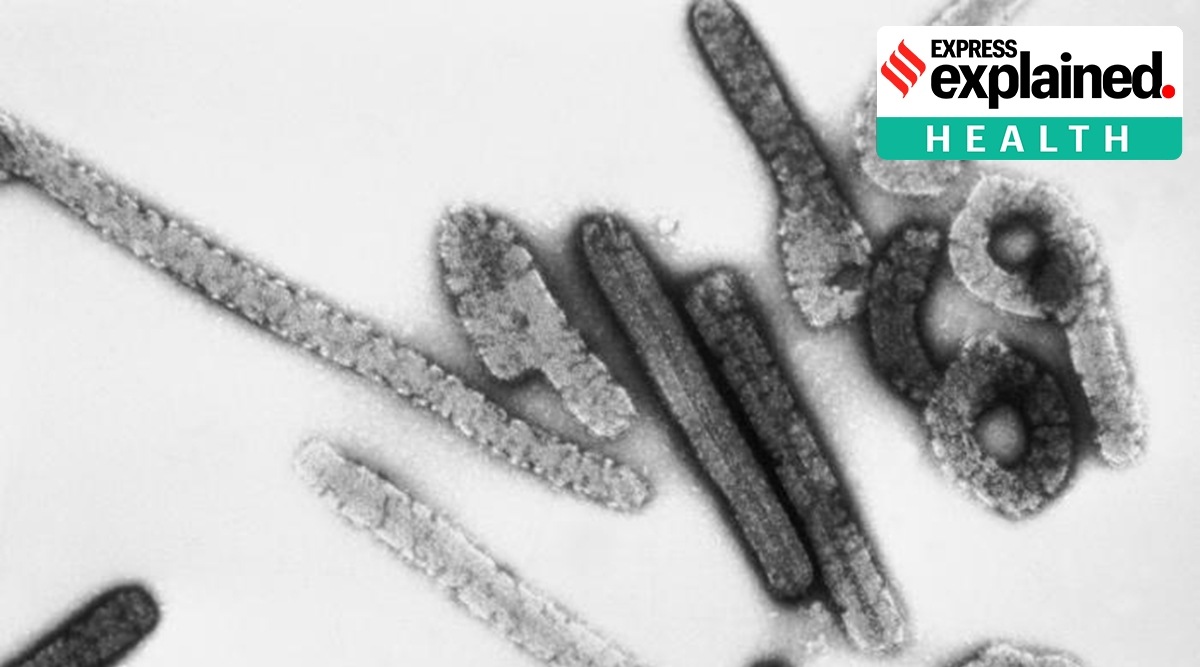 Marburg can cause severe viral hemorrhagic fever, which interferes with the blood’s ability to clot. (Wikimedia/CDC)