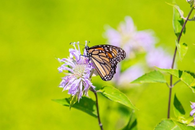monarch butterfly, endangered species, butterfly, Indian Express, lifestyle, gallery
