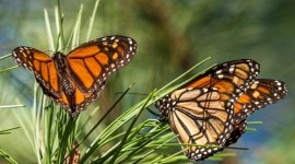 Monarch Butterflies