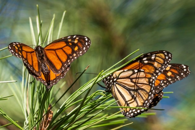 monarch butterfly, endangered species, butterfly, Indian Express, lifestyle, gallery