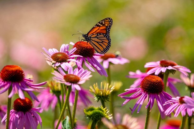 monarch butterfly, endangered species, butterfly, Indian Express, lifestyle, gallery