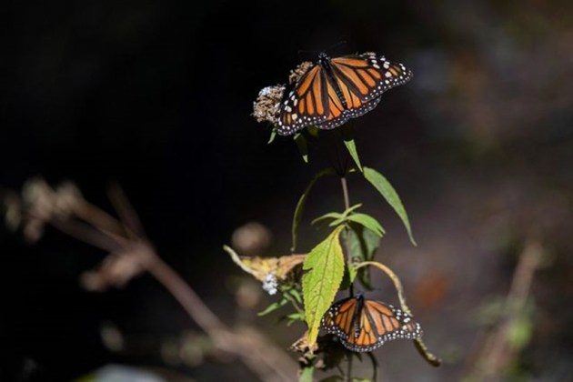monarch butterfly, endangered species, butterfly, Indian Express, lifestyle, gallery
