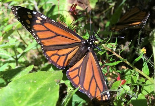 monarch butterfly, endangered species, butterfly, Indian Express, lifestyle, gallery