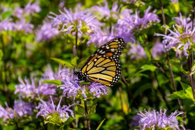 monarch butterfly, endangered species, butterfly, Indian Express, lifestyle, gallery