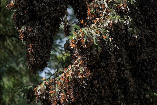 monarch butterfly, endangered species, butterfly, Indian Express, lifestyle, gallery