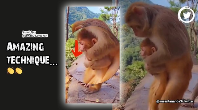 monkey gives first aid to baby monkey, abdominal thrust, heimilich procedure, monkey, monkey video, monkey giving first aid, indian express