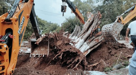 The heritage tree that claimed the life of a 16-year-old at Carmel Convent School, Chandigarh, on July 8, being cleared on Saturday. (Express Photo)