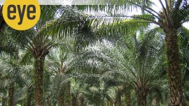 Oilpalm, Ranjit Lal, Eye 2022