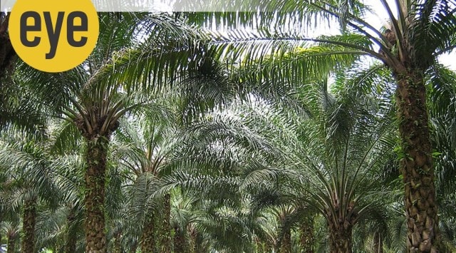 Oilpalm, Ranjit Lal, Eye 2022