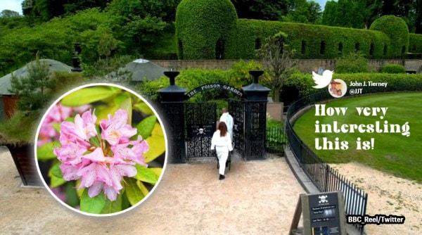 World's deadliest garden, Alnwick poison garden, poison garden England, garden with over 100 poisonous plants, Indian express