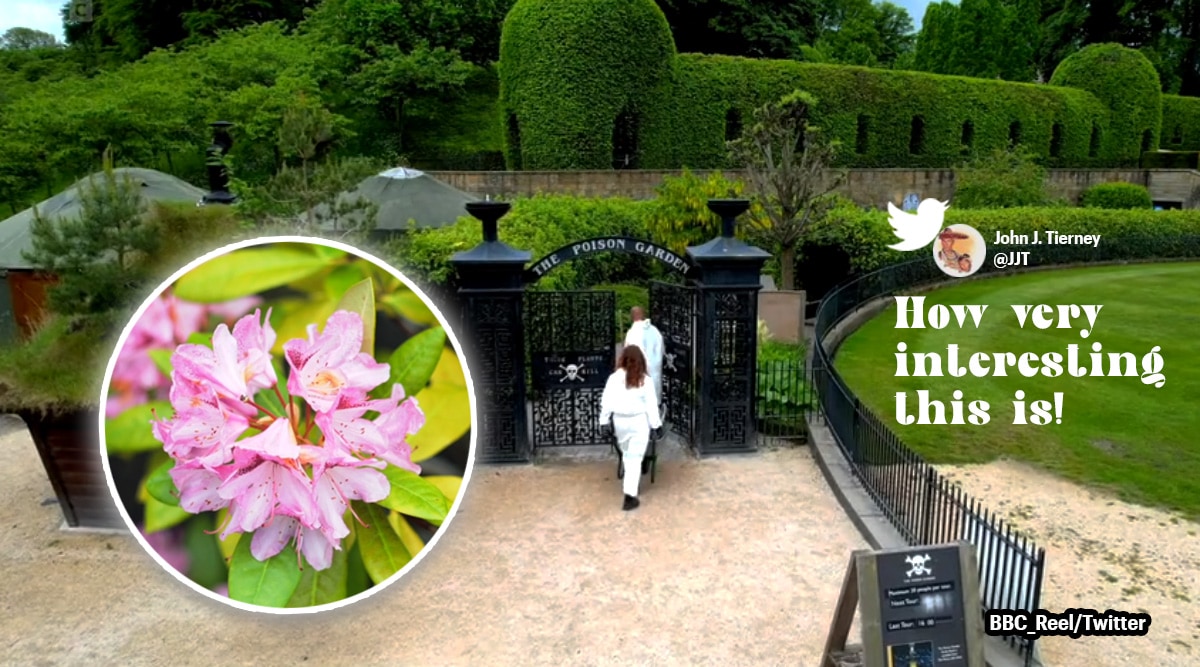 World's deadliest garden, Alnwick poison garden, poison garden England, garden with over 100 poisonous plants, Indian express