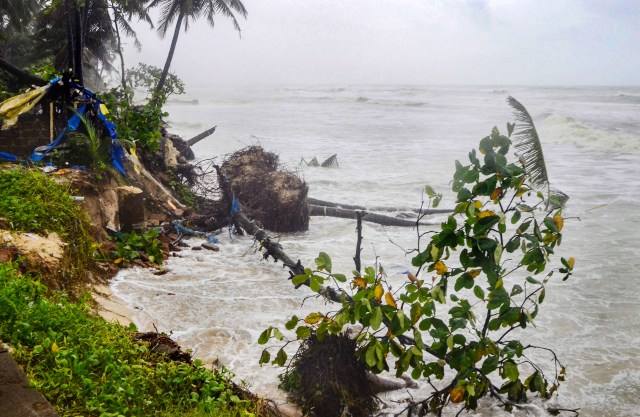  Uprooted coconut trees due to rough sea during heavy monsoon rainfall, in Mangaluru, Sunday, July 10, 2022. (PTI Photo)