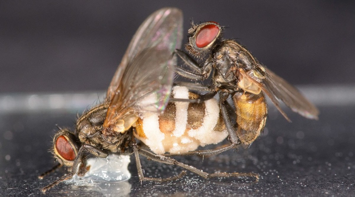 A male fly attempting to mate with a dead female fly. The fungus can be seen here growing out of the dead fly's abdomen. (Image credit: Filippo Castelucci/ University of Copenhagen) 