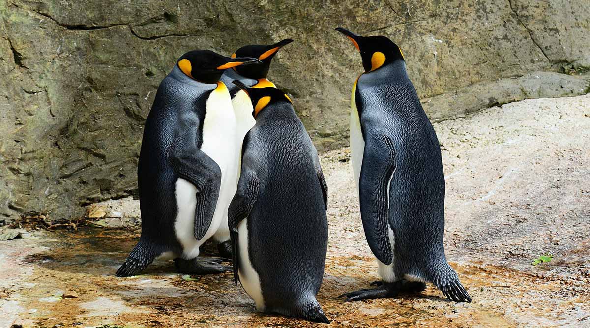 Penguin News Network — Step right up, step right up! The Fall Fair 2020