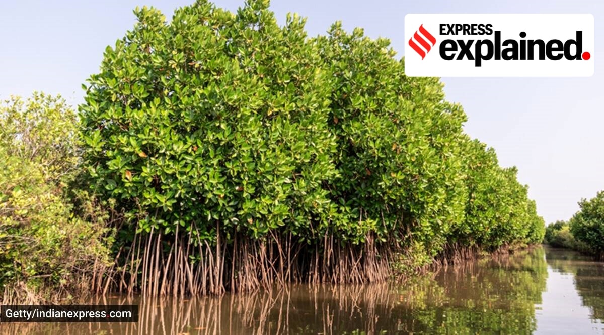 Pichavaram Mangrove in Tamil Nadu. (Photo: Getty/Thinkstock)