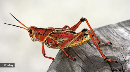 A science teacher explains, world of insects, nature’s balance, panoramic vision, insects vision, bees, house-flies, insects' eyes, parenting, indian express news