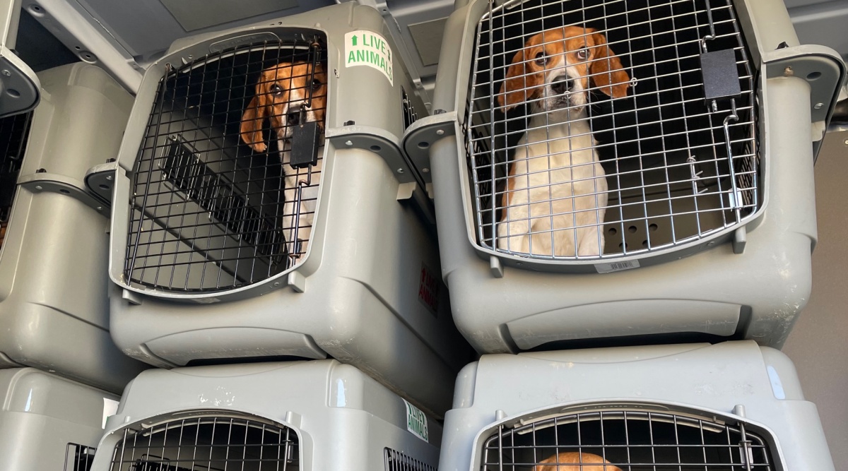4,000 beagles are being rescued from a Virginia facility. Now they need new homes.
