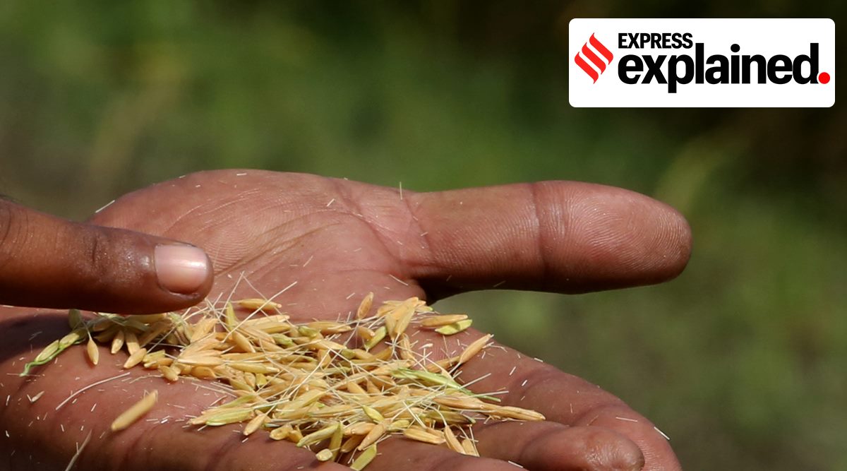 Rice, Rice crisis, india rice output, India rice export, rice exports, indian express