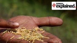 Rice, Rice crisis, india rice output, India rice export, rice exports, indian express