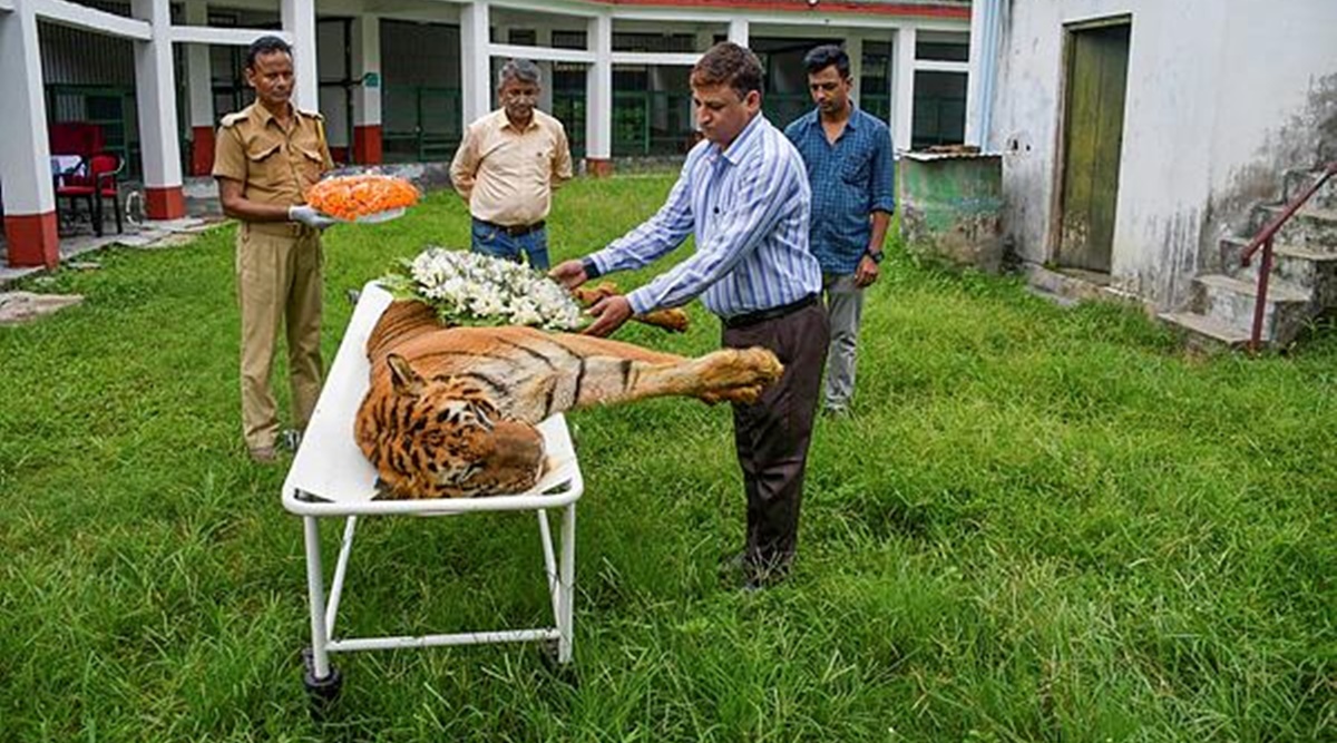 Rescue Centre Bids Adieu Royal Bengal Tiger Raja dies, administration plans  memoir | Cities News,The Indian Express