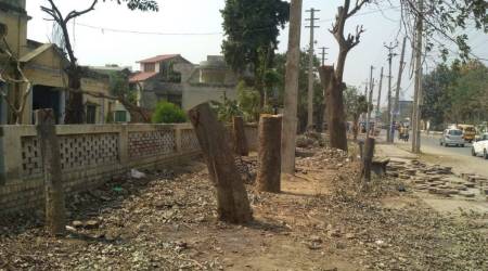 illegal cutting of trees, punjab news, punjab vigilance bureau, national green tribunal