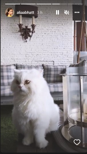 Alia Bhatt shares a sneak peek of her living room, pet cat Edward steals the show