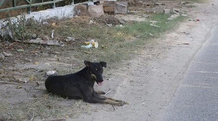 On Monday, the children in Khwajanagar area of Mandarwaja on the Ring Road were playing in the rain when they noticed strange behaviour in a stray dog with which they played regularly, according to sources at the hospital. (Representational image/Express Photo by Jasbir Malhi)