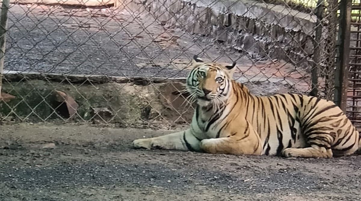 Her behaviour has changed, tigress Sundari may not be a free bird again ...