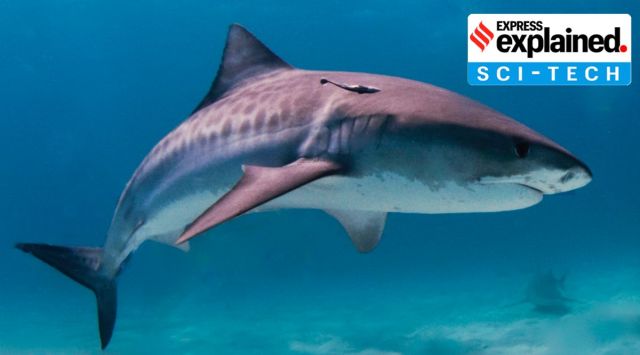 Tiger sharks were found proportionally responsible for the most fatalities of all shark species in Australia. (Source: Wikimedia Commons)