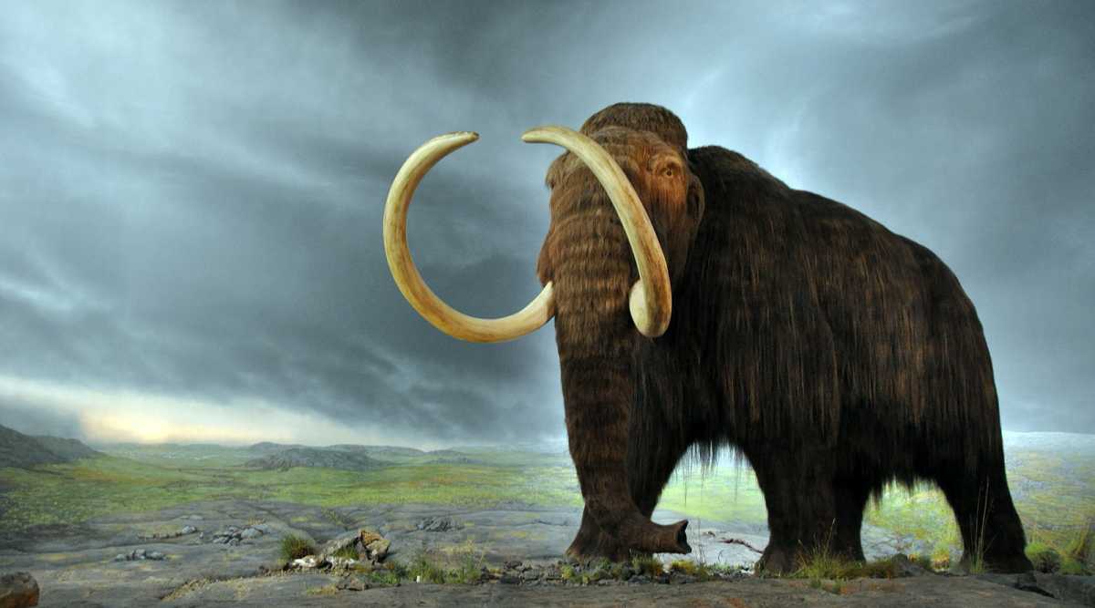Searching for gold, miners discover a frozen baby mammoth