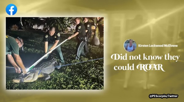11 foot alligator found under jeep in florida, florida alligator, Alligator found under jeep in florida USA, Alligator roars at Florida authorities try to capture it, Indian Express