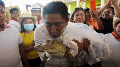 alligator bride, mexico mayor alligator bride, mexico mayor alligator wedding, indian express, odd news